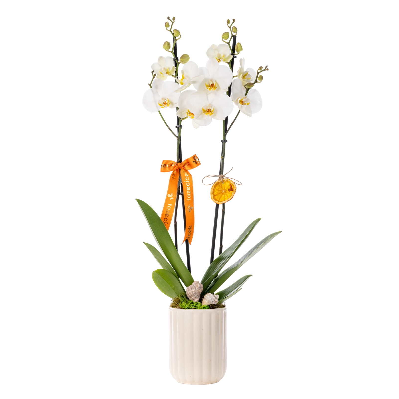 Luxe Velvet White Orkide