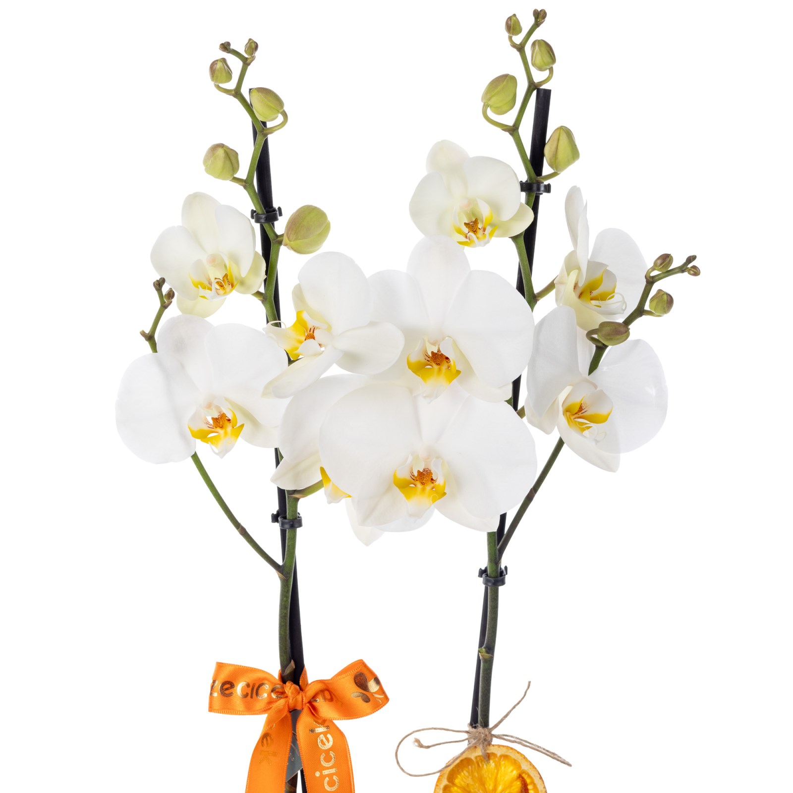 Luxe Velvet White Orkide