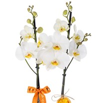 Luxe Velvet White Orkide