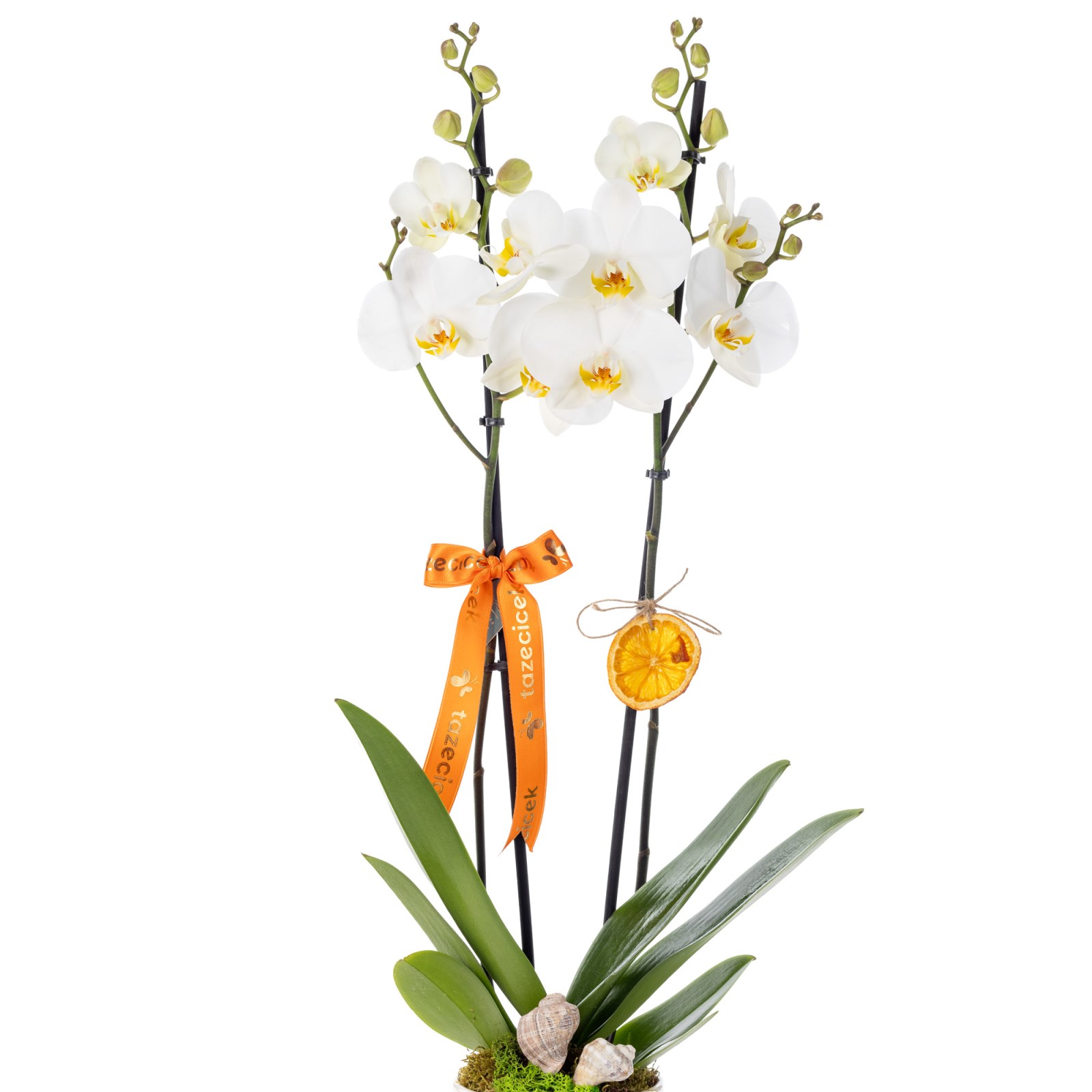 Luxe Velvet White Orkide