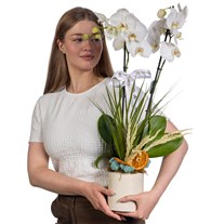 Double White Santana Orkide