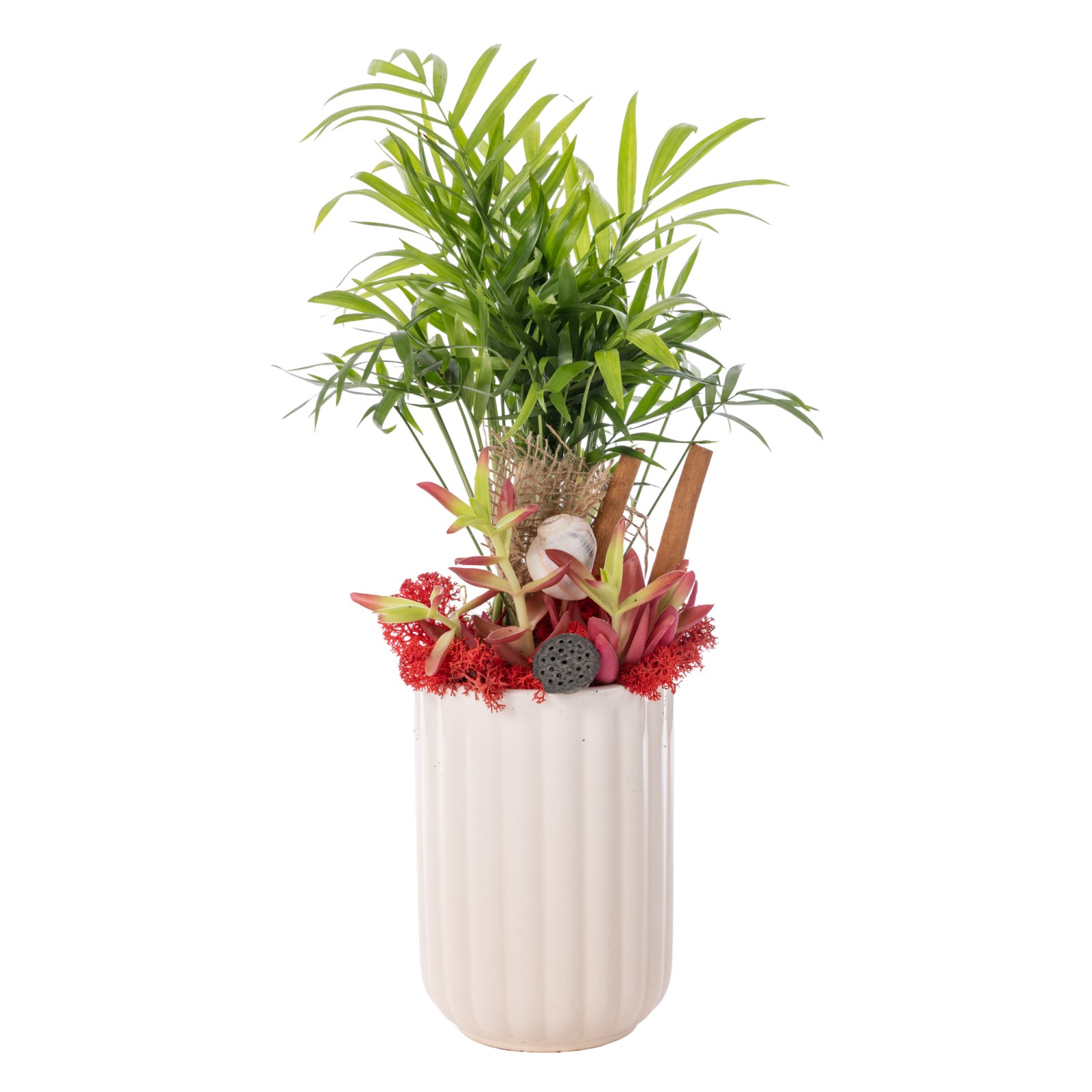 Tropical Breeze Palm Bitkisi