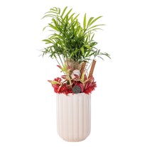 Tropical Breeze Palm Bitkisi