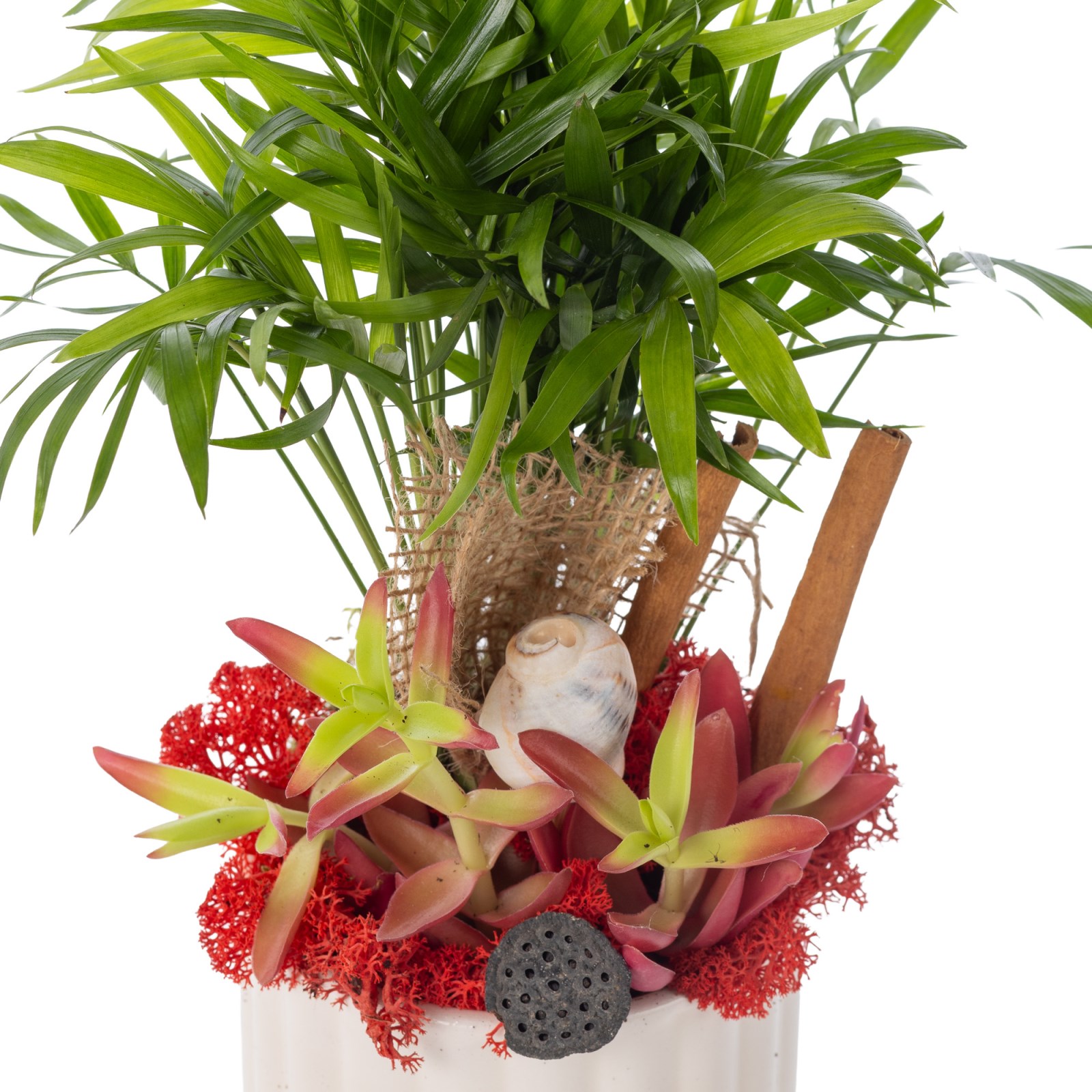 Tropical Breeze Palm Bitkisi