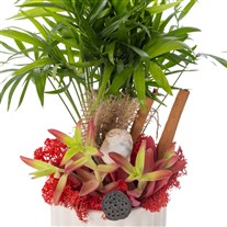 Tropical Breeze Palm Bitkisi