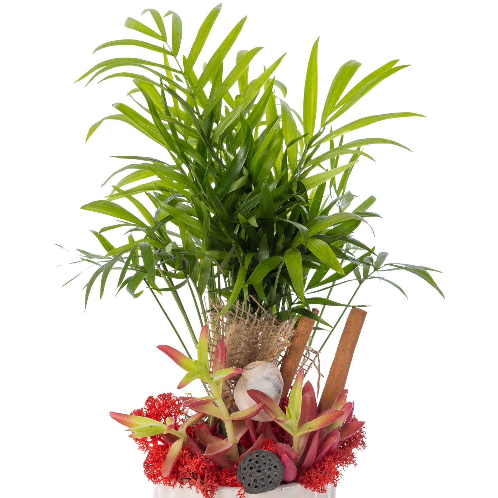 Tropical Breeze Palm Bitkisi