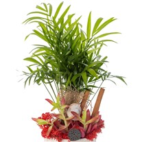 Tropical Breeze Palm Bitkisi