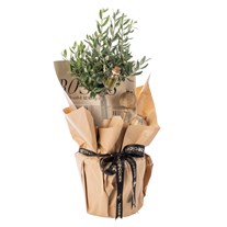 Olive Whisper Zeytin Ağacı