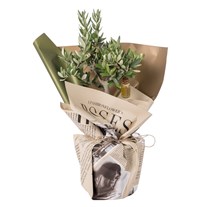 Golden Roots Zeytin Ağacı