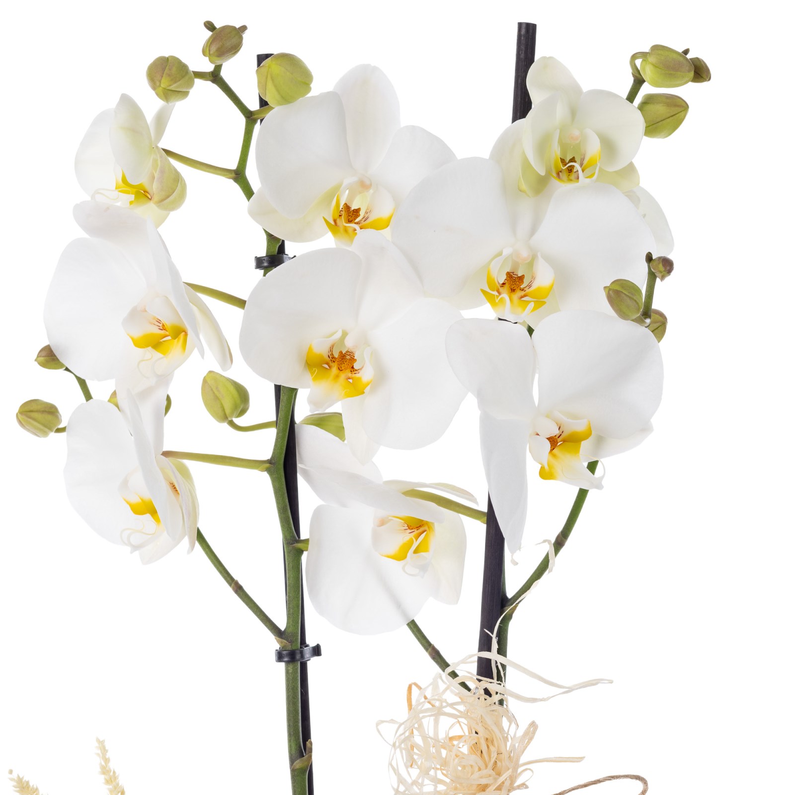 White Magic Love Orkide