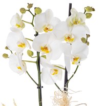 White Magic Love Orkide
