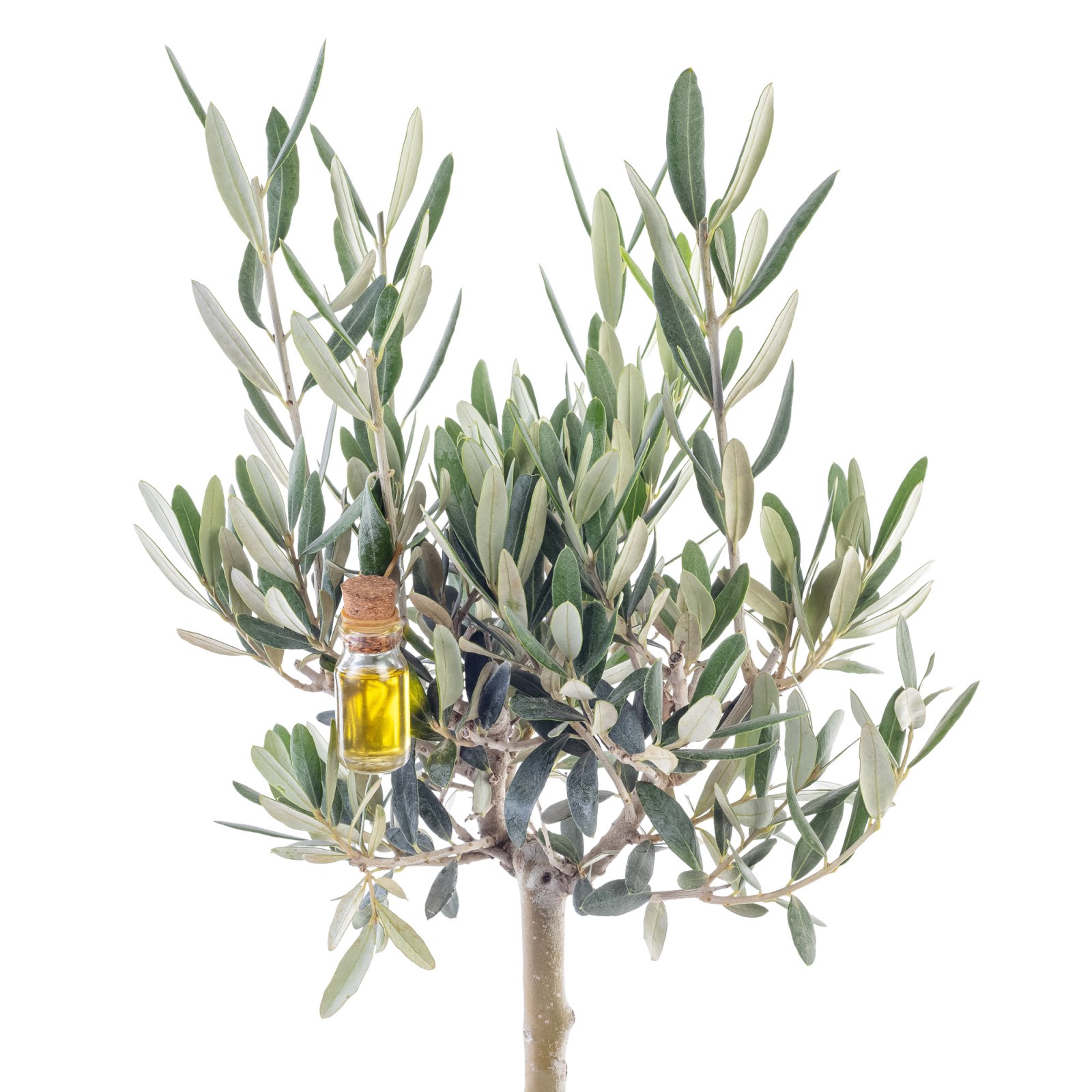 Citrus Breeze Zeytin Ağacı