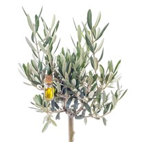 Citrus Breeze Zeytin Ağacı