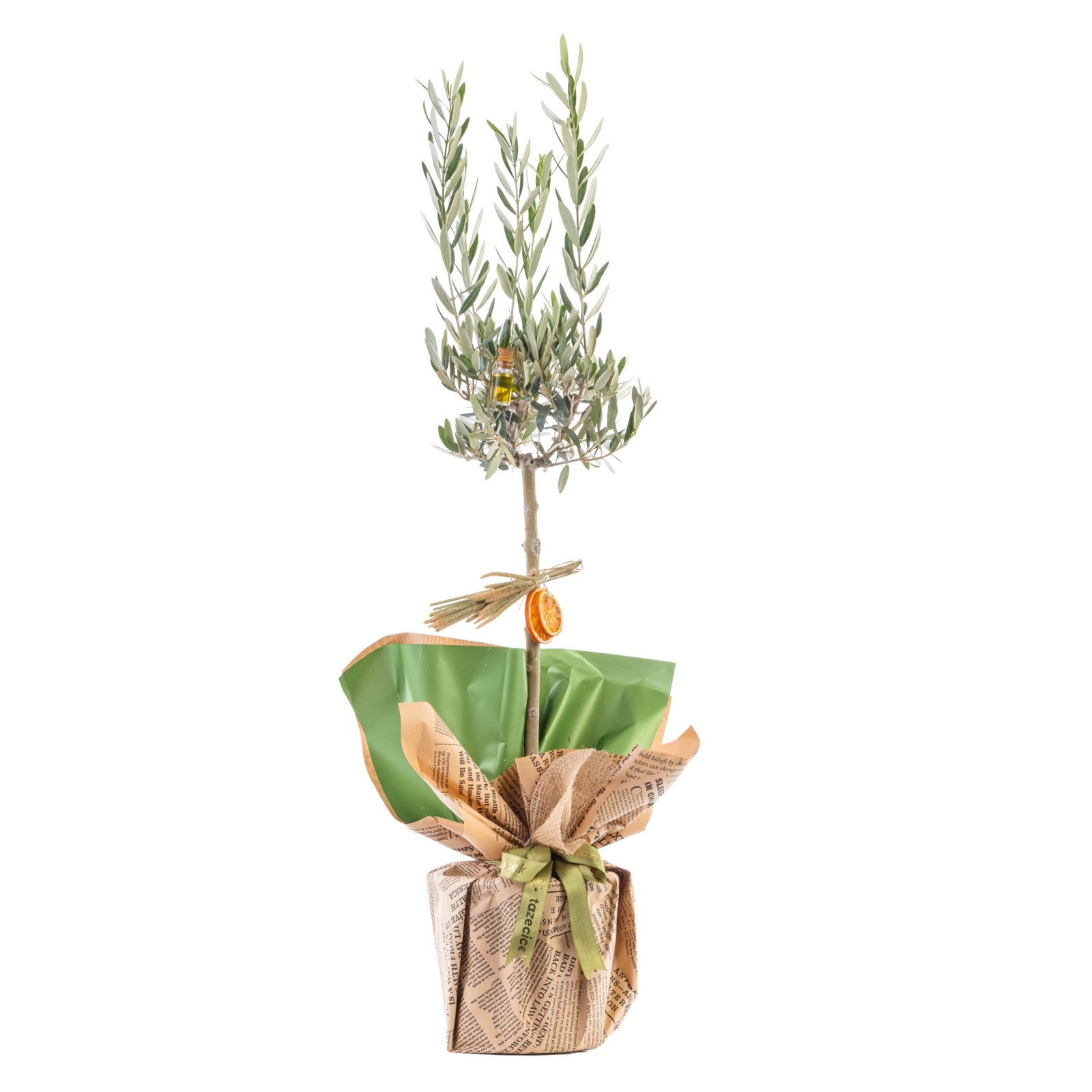 Citrus Breeze Zeytin Ağacı