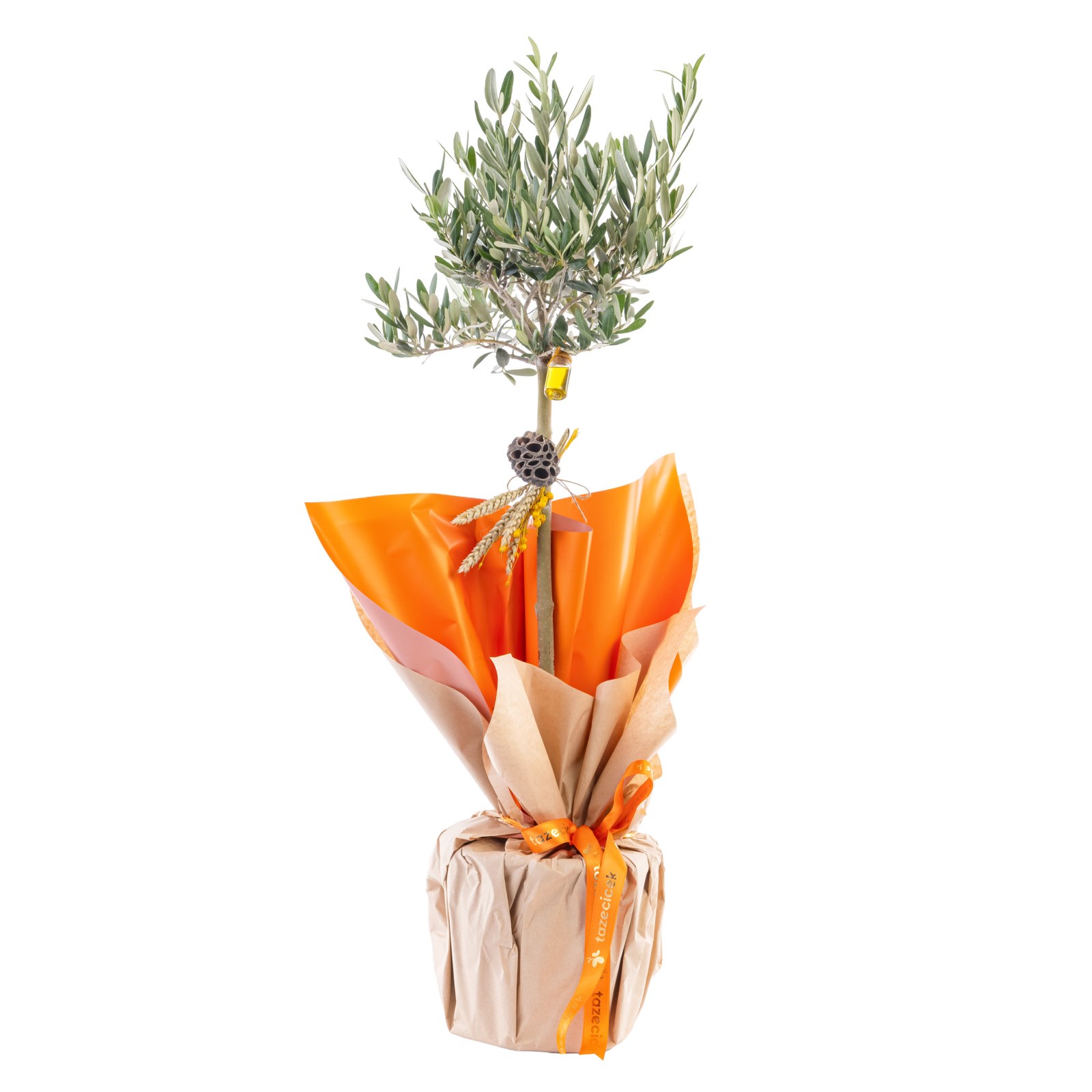 Amber Glow Zeytin Ağacı