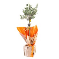 Amber Glow Zeytin Ağacı