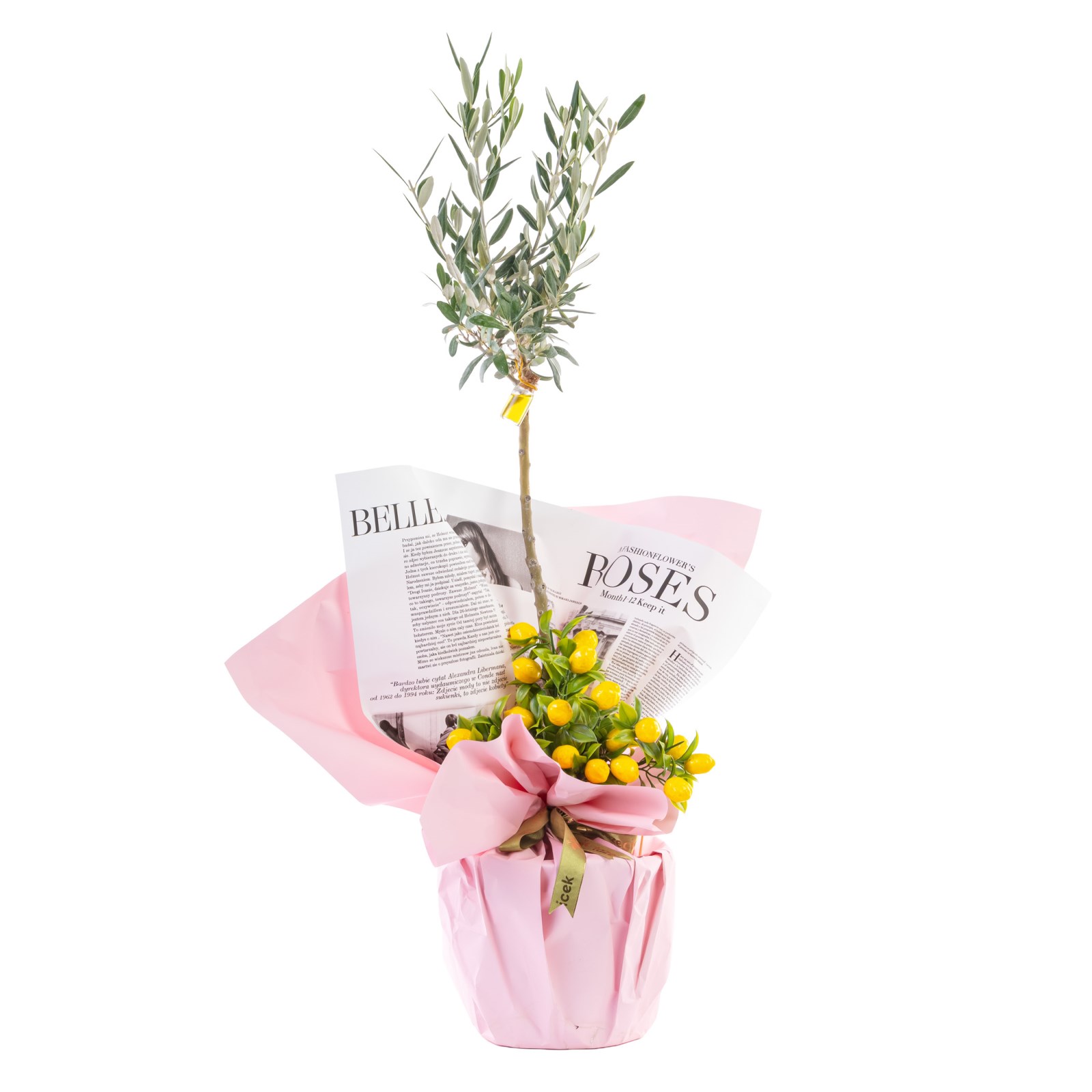 Lemon Kiss Zeytin Ağacı