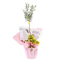 Lemon Kiss Zeytin Ağacı