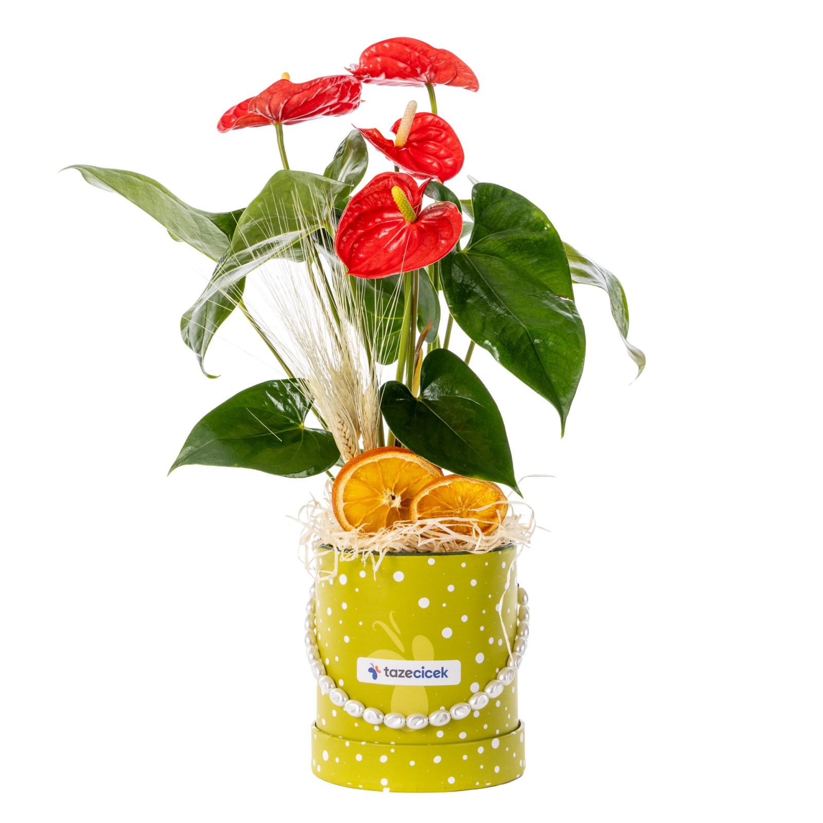 Tropical Love Antoryum Çiçeği