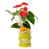 Tropical Love Antoryum Çiçeği