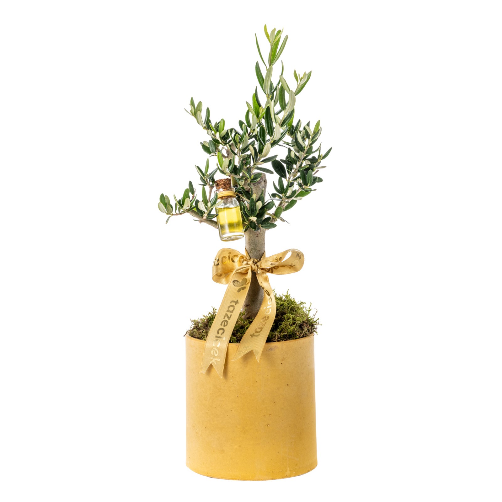 Olive Aura Zeytin Ağacı