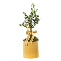 Olive Aura Zeytin Ağacı
