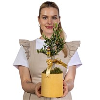 Olive Aura Zeytin Ağacı