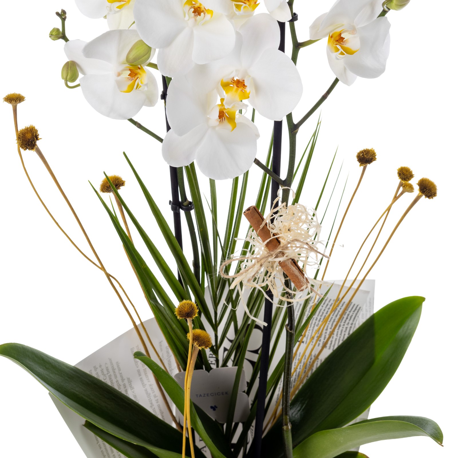 Pure Elegance 2 Dal Beyaz Orkide