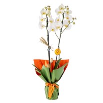 Orange Touch 2 Dal Beyaz Orkide