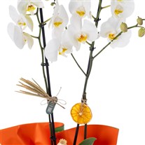 Orange Touch 2 Dal Beyaz Orkide