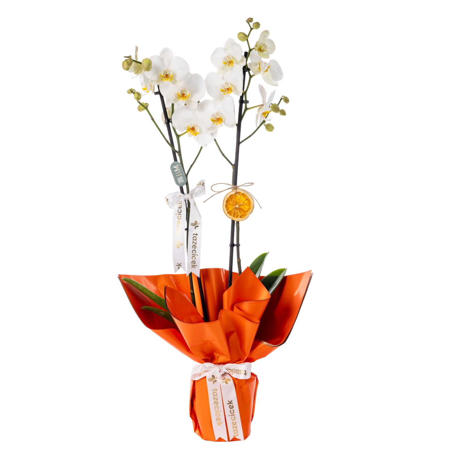 Minimal Grace 2 Dal Beyaz Orkide