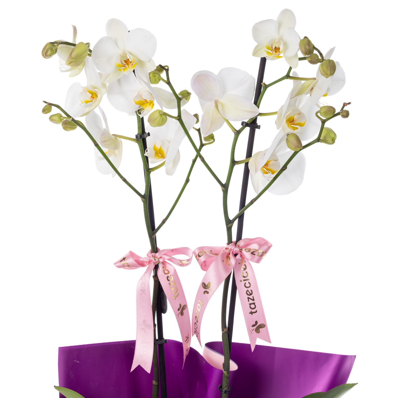Purple Charm 2 Dal Beyaz Orkide