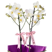 Purple Charm 2 Dal Beyaz Orkide