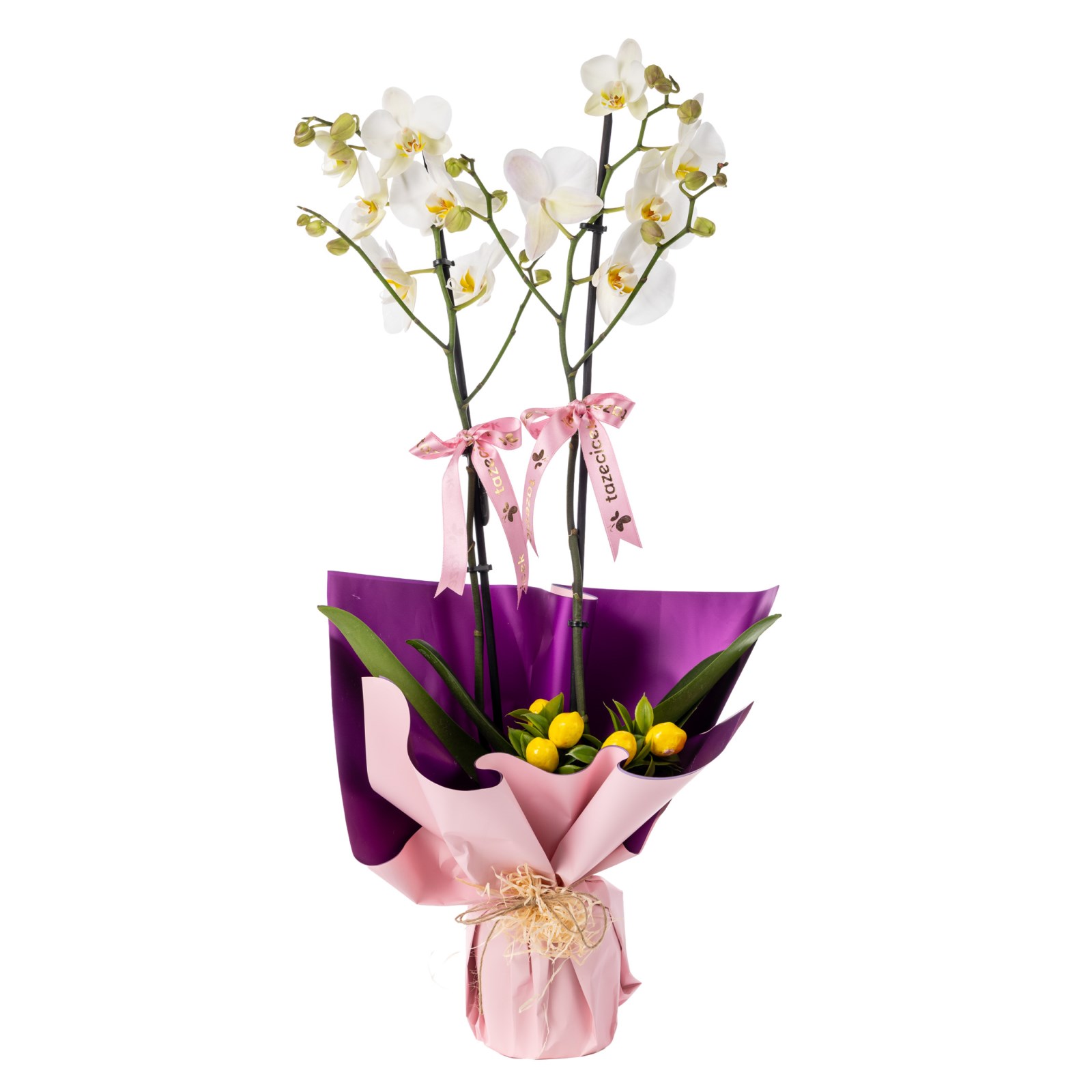 Purple Charm 2 Dal Beyaz Orkide