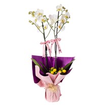 Purple Charm 2 Dal Beyaz Orkide