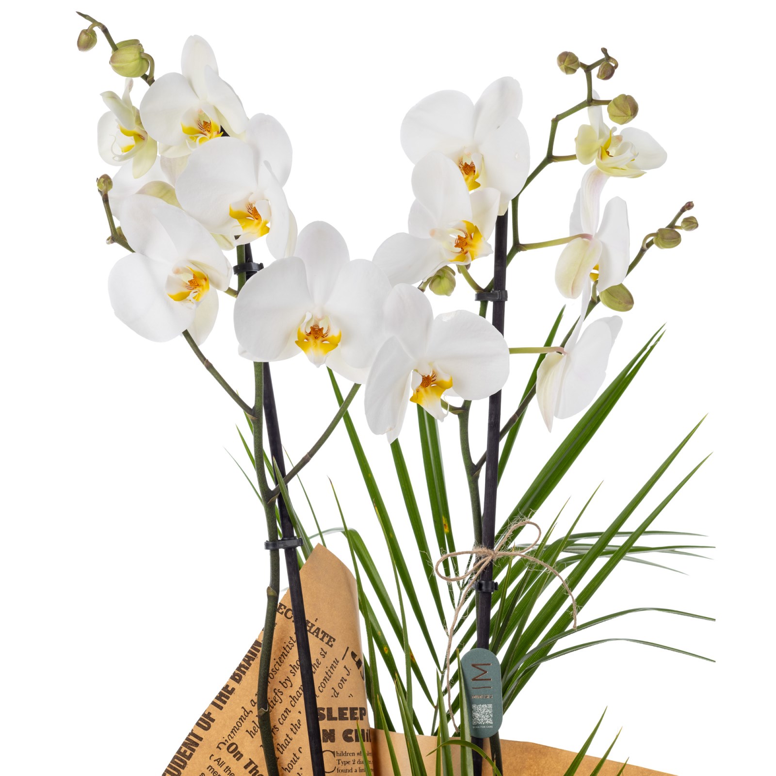 Elegant Bloom 2 Dal Beyaz Orkide