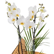 Elegant Bloom 2 Dal Beyaz Orkide