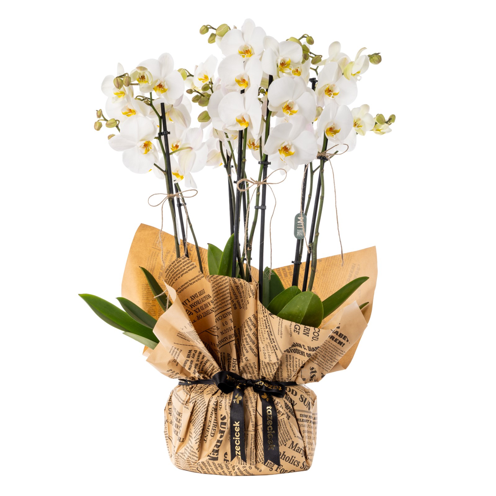 Prestige White 8 Dal Beyaz Orkide