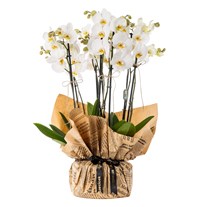 Prestige White 8 Dal Beyaz Orkide
