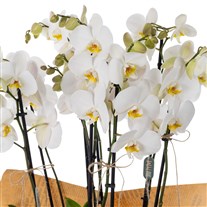 Prestige White 8 Dal Beyaz Orkide