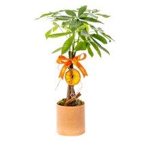 Ever Charm Pachira Para Ağacı