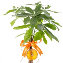 Ever Charm Pachira Para Ağacı