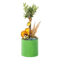 Olive Home Dream Zeytin Ağacı