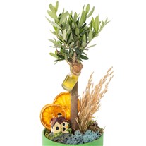 Olive Home Dream Zeytin Ağacı