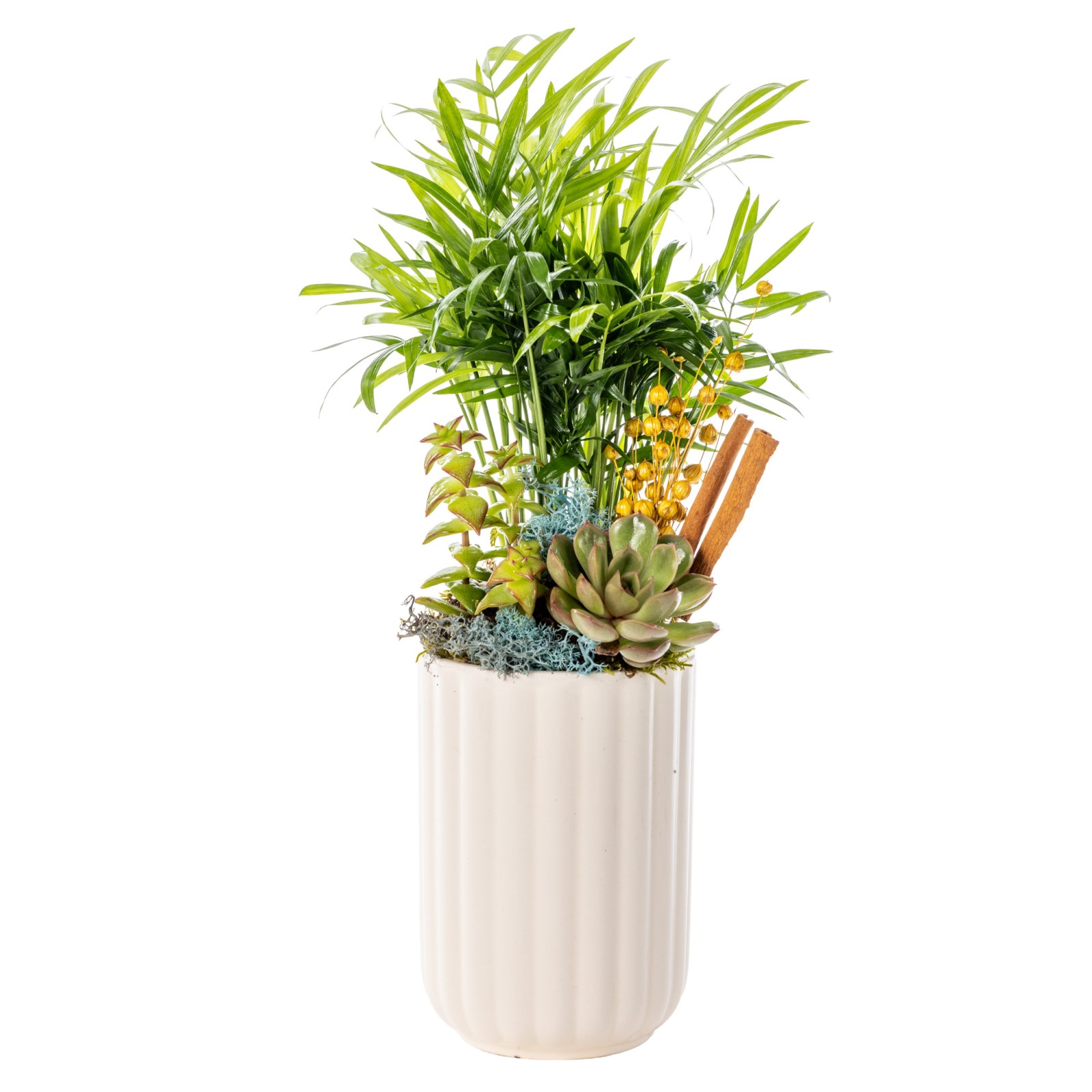 Tropical Glow Mixed Sukulent