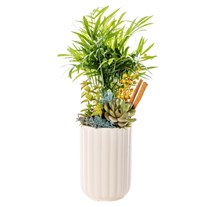 Tropical Glow Mixed Sukulent