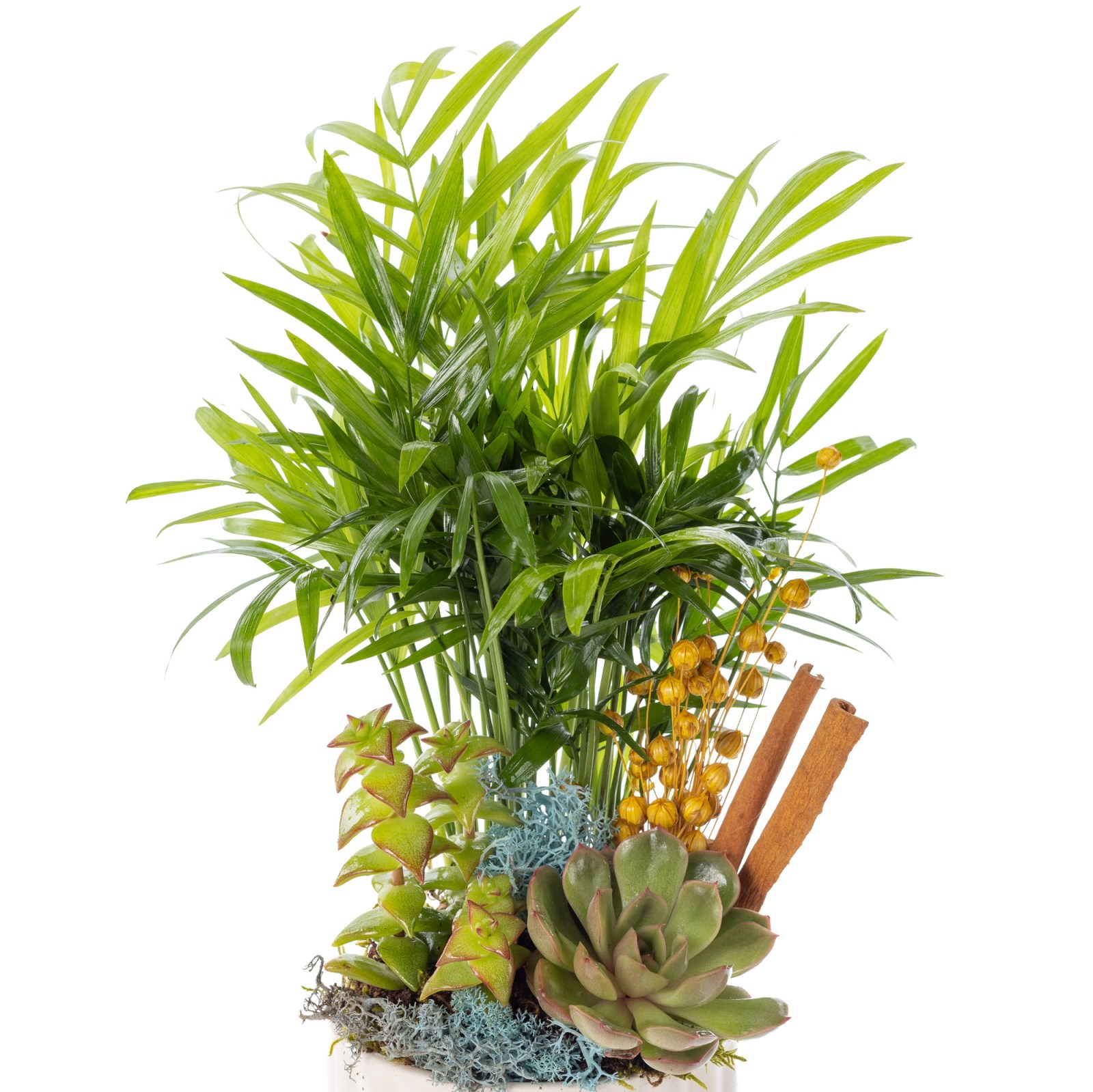 Tropical Glow Mixed Sukulent