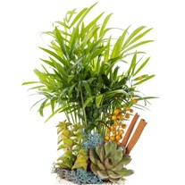 Tropical Glow Mixed Sukulent