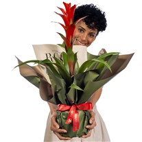 Tropical Fire Guzmania