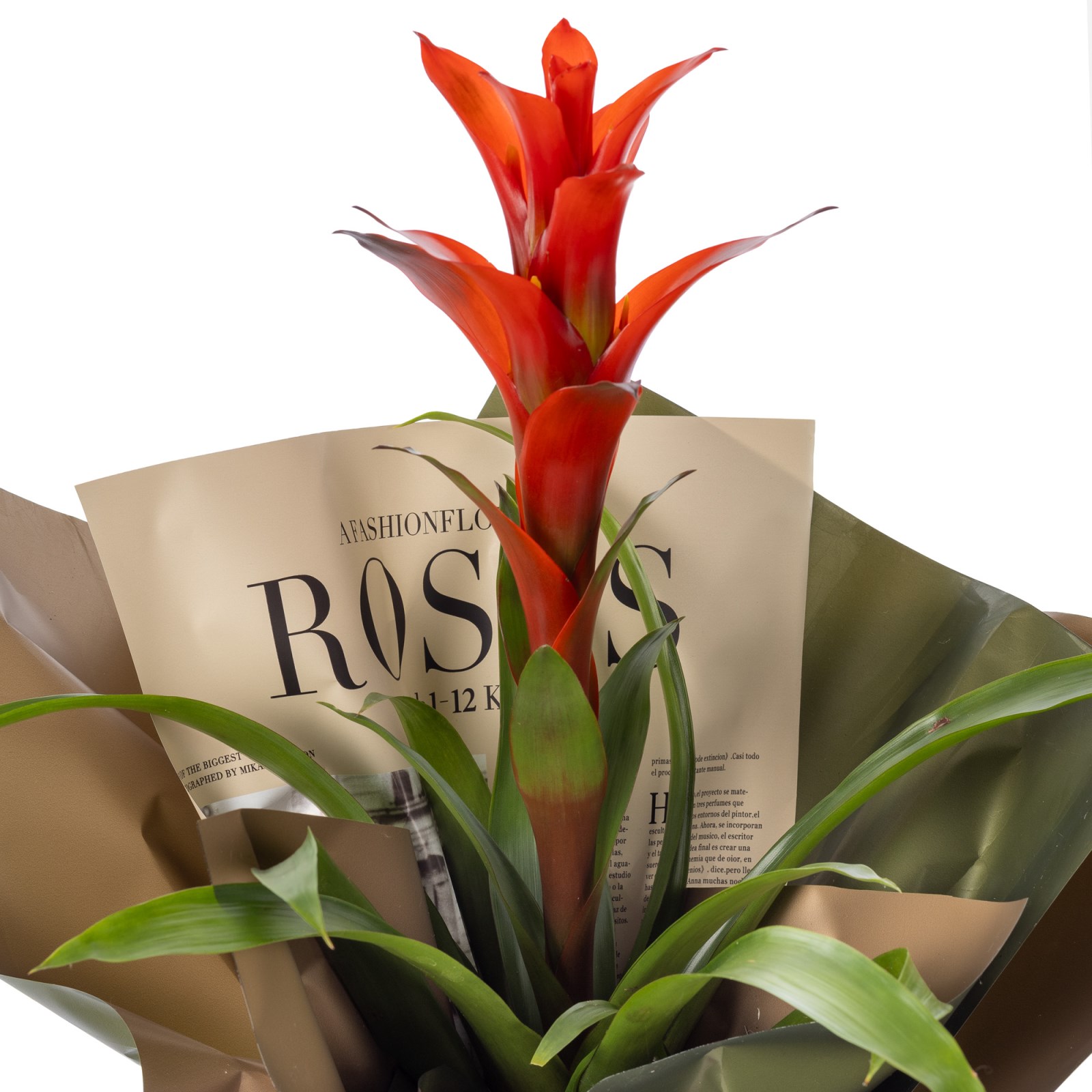 Tropical Fire Guzmania